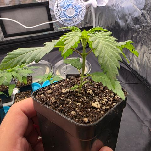 King's Kush FEM  growlog timeline photo