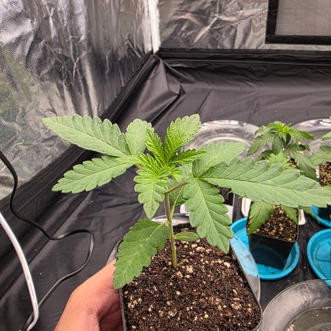 Cherry Pavlova FEM growlog timeline photo