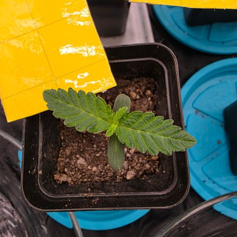 Cherry Pavlova FEM growlog timeline photo