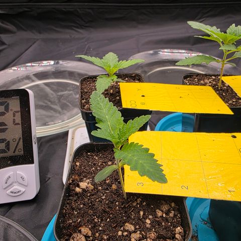 Cherry Pavlova FEM growlog timeline photo
