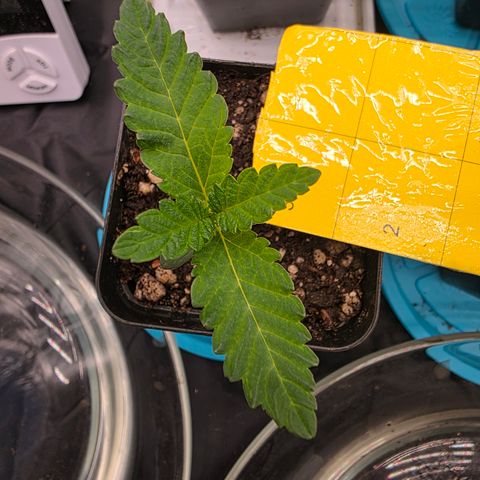 Cherry Pavlova FEM growlog timeline photo
