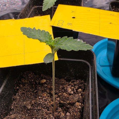 Cherry Pavlova FEM growlog timeline photo