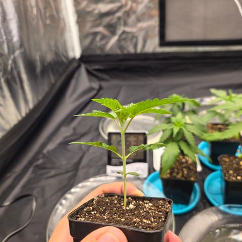 Cherry Pavlova FEM growlog timeline photo