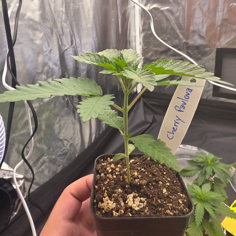 Cherry Pavlova FEM growlog timeline photo