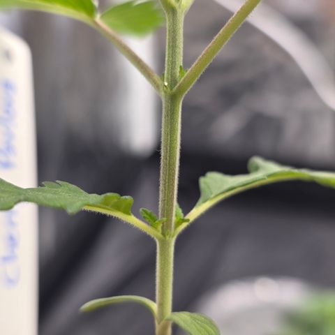 Cherry Pavlova FEM growlog timeline photo