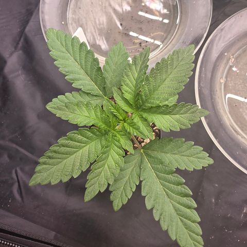 Cherry Pavlova FEM growlog timeline photo
