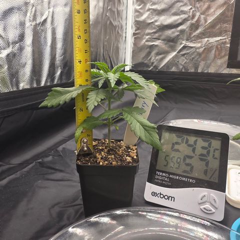 Ztrawberry FEM 1 growlog photo: 1° par também ficando verde-claro, mesmo nível que a The Church 2. Algumas folhas retorcidas.