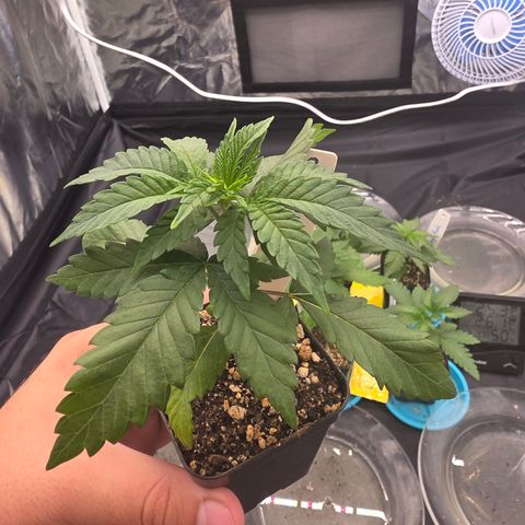 Ztrawberry FEM 1 growlog photo: 1° par também ficando verde-claro, mesmo nível que a The Church 2. Algumas folhas retorcidas.