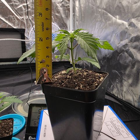 King's Kush FEM  growlog timeline photo