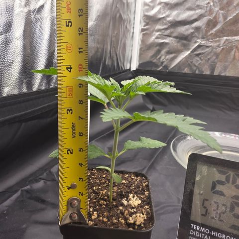 Cherry Pavlova FEM growlog timeline photo