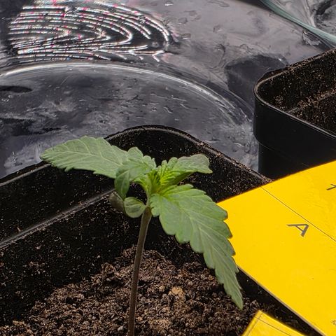 King's Kush FEM  growlog timeline photo
