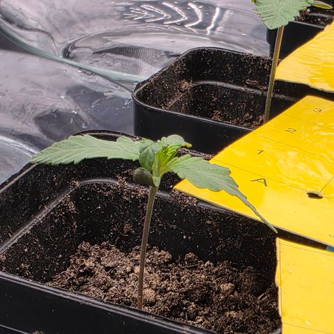 King's Kush FEM  growlog timeline photo
