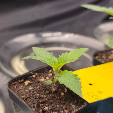 King's Kush FEM  growlog timeline photo