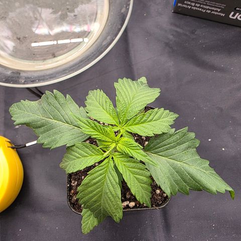 King's Kush FEM  growlog timeline photo