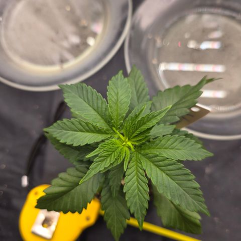 Ztrawberry FEM 1 growlog photo: 1° par também ficando verde-claro, mesmo nível que a The Church 2. Algumas folhas retorcidas.