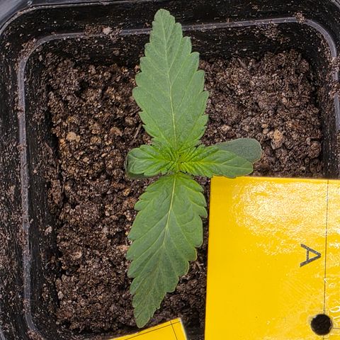 King's Kush FEM  growlog timeline photo