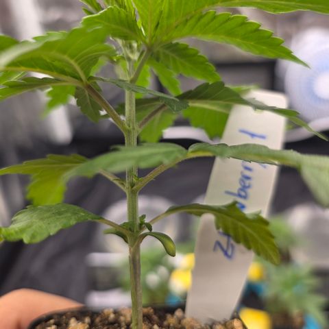 Ztrawberry FEM 1 growlog photo: 1° par também ficando verde-claro, mesmo nível que a The Church 2. Algumas folhas retorcidas.