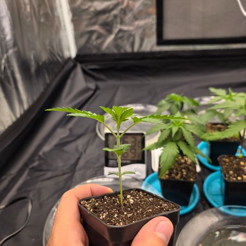 Cherry Pavlova FEM growlog timeline photo