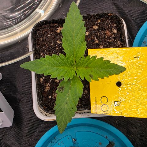 King's Kush FEM  growlog timeline photo