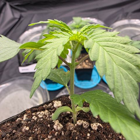 King's Kush FEM  growlog timeline photo