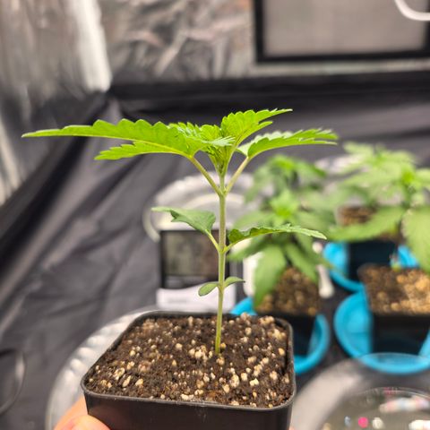 Cherry Pavlova FEM growlog timeline photo