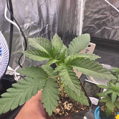 Cherry Pavlova FEM growlog timeline photo
