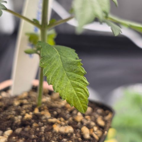 Ztrawberry FEM 1 growlog photo: 1° par também ficando verde-claro, mesmo nível que a The Church 2. Algumas folhas retorcidas.