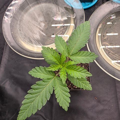 Cherry Pavlova FEM growlog timeline photo