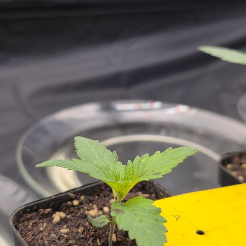 King's Kush FEM  growlog timeline photo