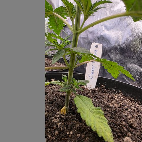 Cherry Pavlova FEM growlog photo: Pós-transplante