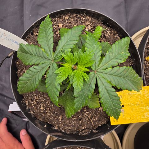 Ztrawberry FEM 1 growlog photo: Pós-transplante