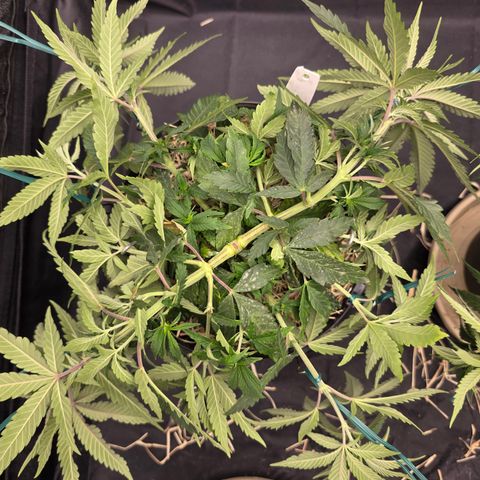 Ztrawberry FEM 1 growlog timeline photo