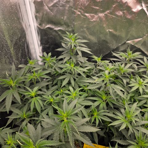Ztrawberry FEM 1 growlog photo: Floração 5