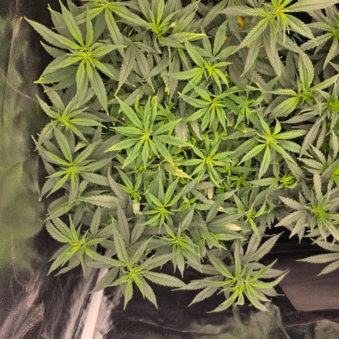 King's Kush FEM  growlog photo: Floração 2