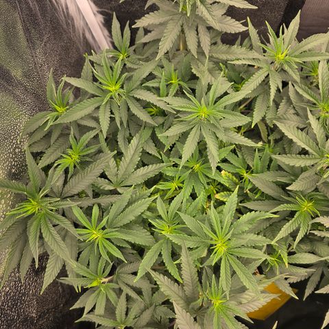 Ztrawberry FEM 1 growlog photo: Floração 2