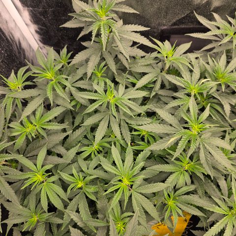 Ztrawberry FEM 1 growlog photo: Floração 5