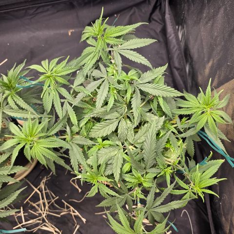 King's Kush FEM  growlog photo: Vega 51. Após ajuste de amarras ontem. Antes das podas tops de hoje.