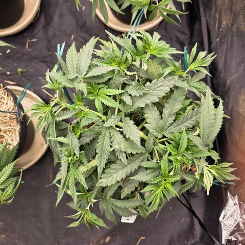 Cherry Pavlova FEM growlog photo: Após podas tops.