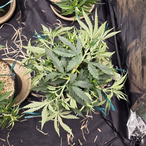 Cherry Pavlova FEM growlog timeline photo