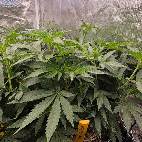 Cherry Pavlova FEM growlog photo: Floração 5
