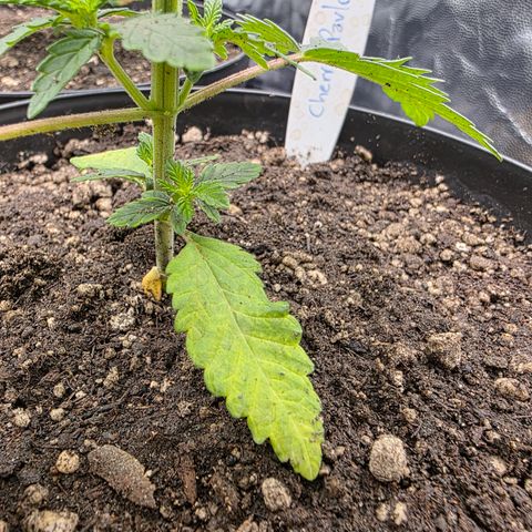Cherry Pavlova FEM growlog photo: Pós-transplante