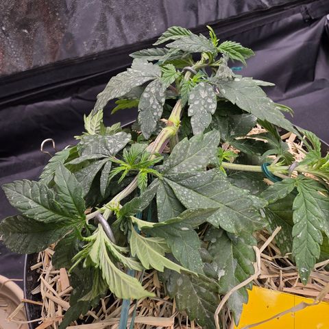 Ztrawberry FEM 1 growlog photo: Vega 37