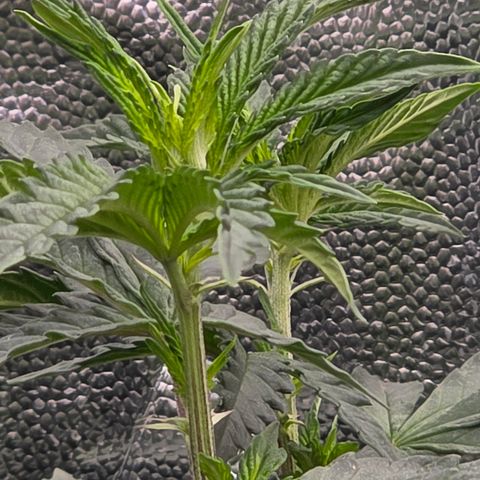 Ztrawberry FEM 1 growlog photo: Floração 5