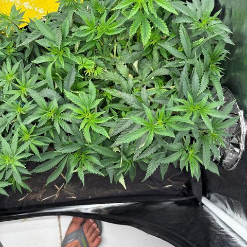 Cherry Pavlova FEM growlog photo: Veg 65
