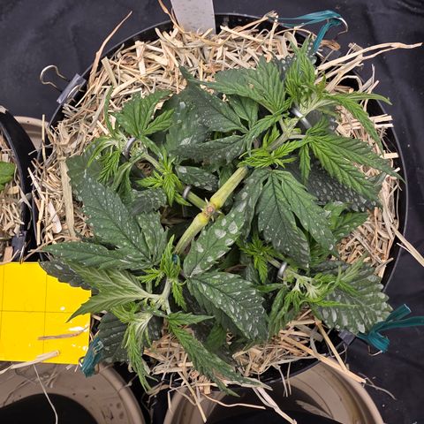 King's Kush FEM  growlog photo: Vega 34