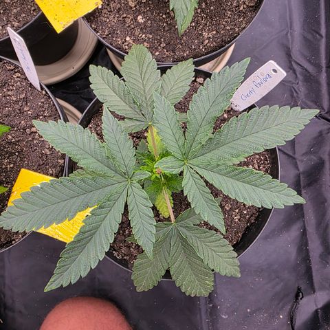 Cherry Pavlova FEM growlog photo: Pós-transplante