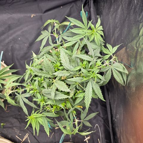 King's Kush FEM  growlog photo: Após podas tops.