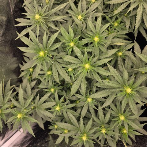 Ztrawberry FEM 1 growlog photo: Flora 15