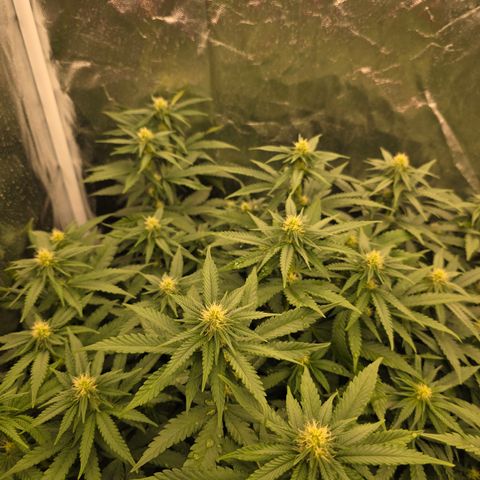 Ztrawberry FEM 1 growlog photo: Flora 20