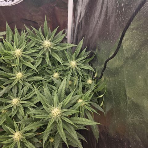King's Kush FEM  growlog photo: Pós-transplante vaso de 20L
24 dias de Flora.